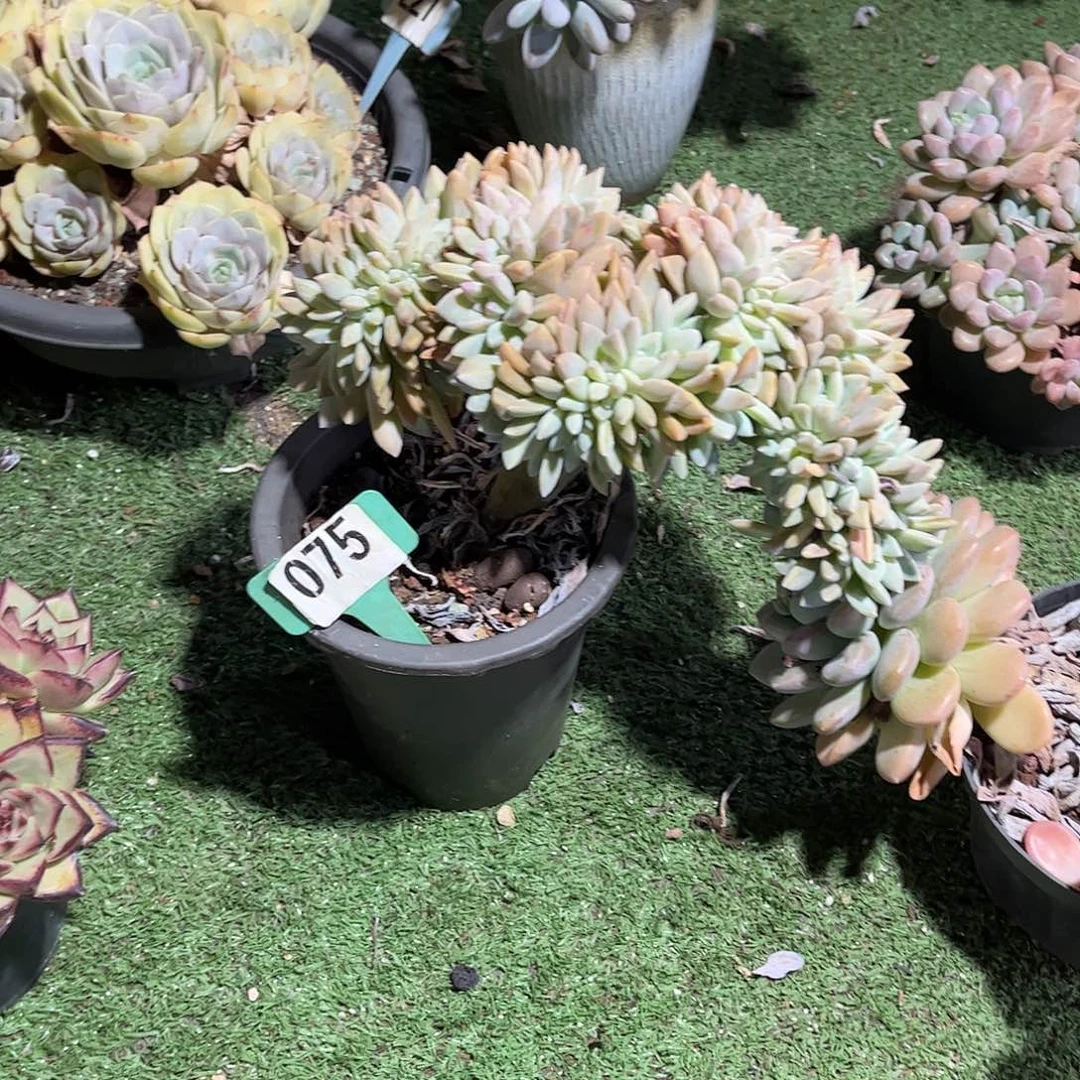 程***子淡雪多肉植物保护075