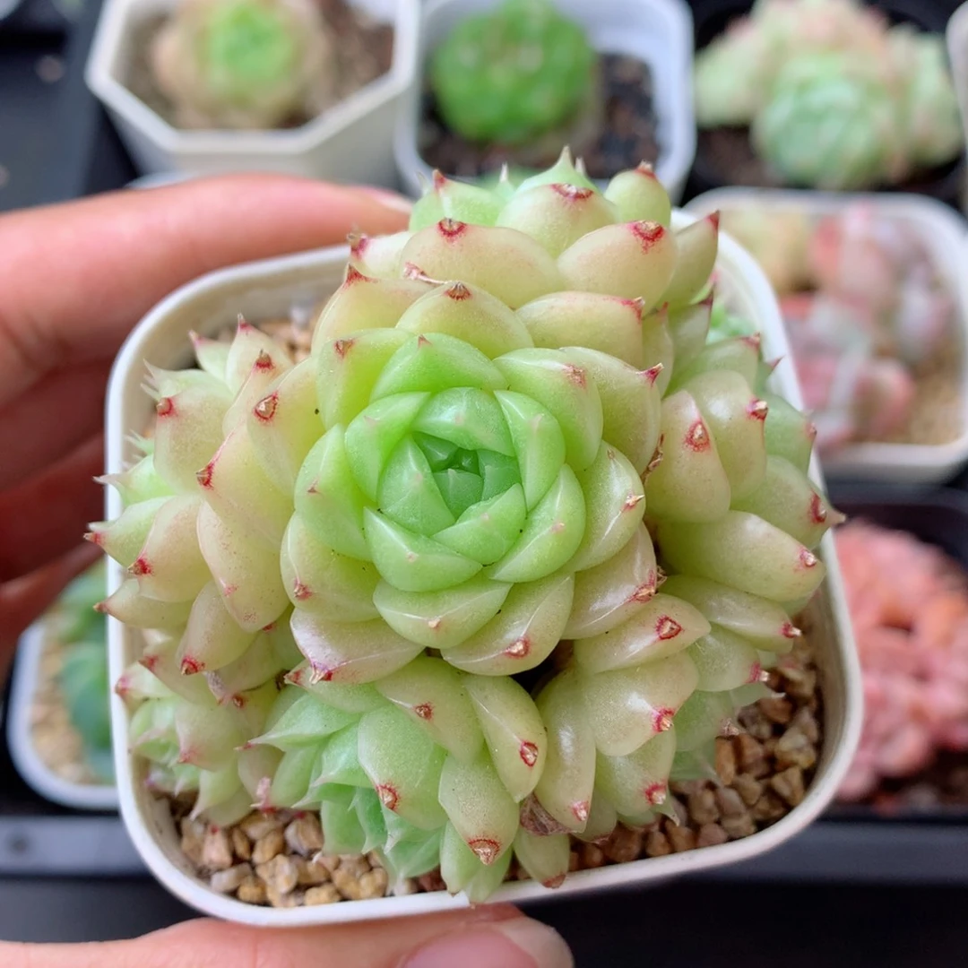 58包邮  群生不包整 110