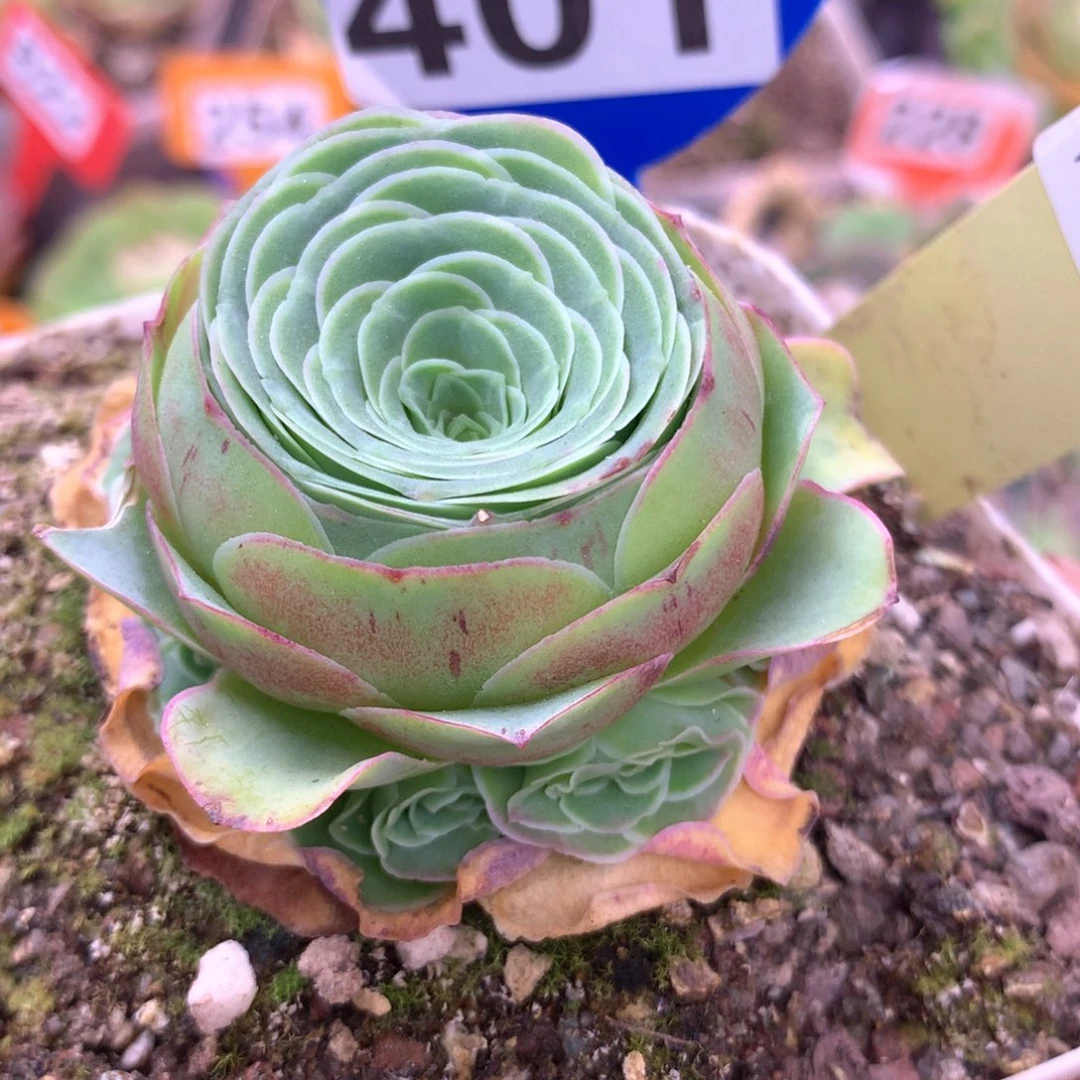 文*一物一拍红裙401