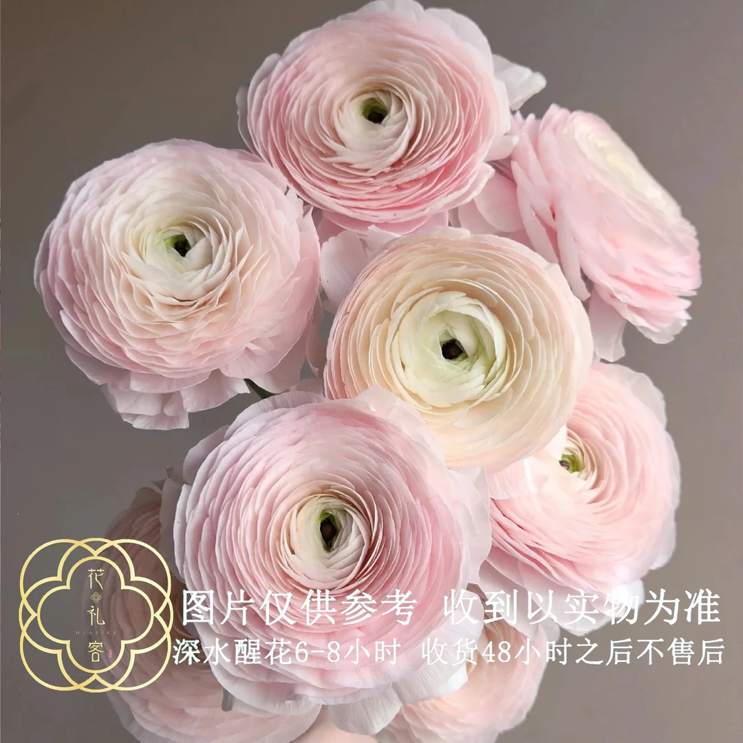 七叶花坊# 【河内粉洋牡丹】高品质洋牡丹 鲜花优选 顺丰直发