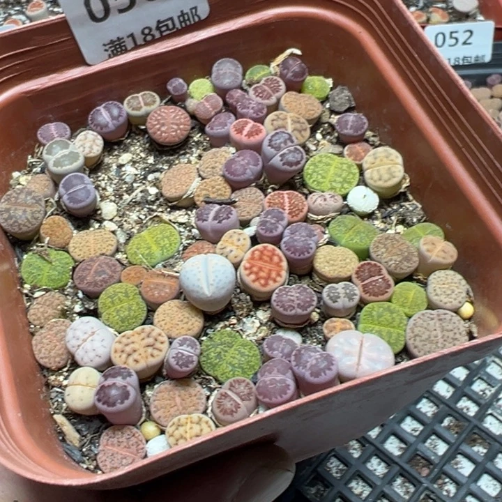 【闪购商品】 056。