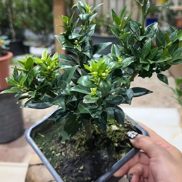 余***好直播间八房柑一物一拍