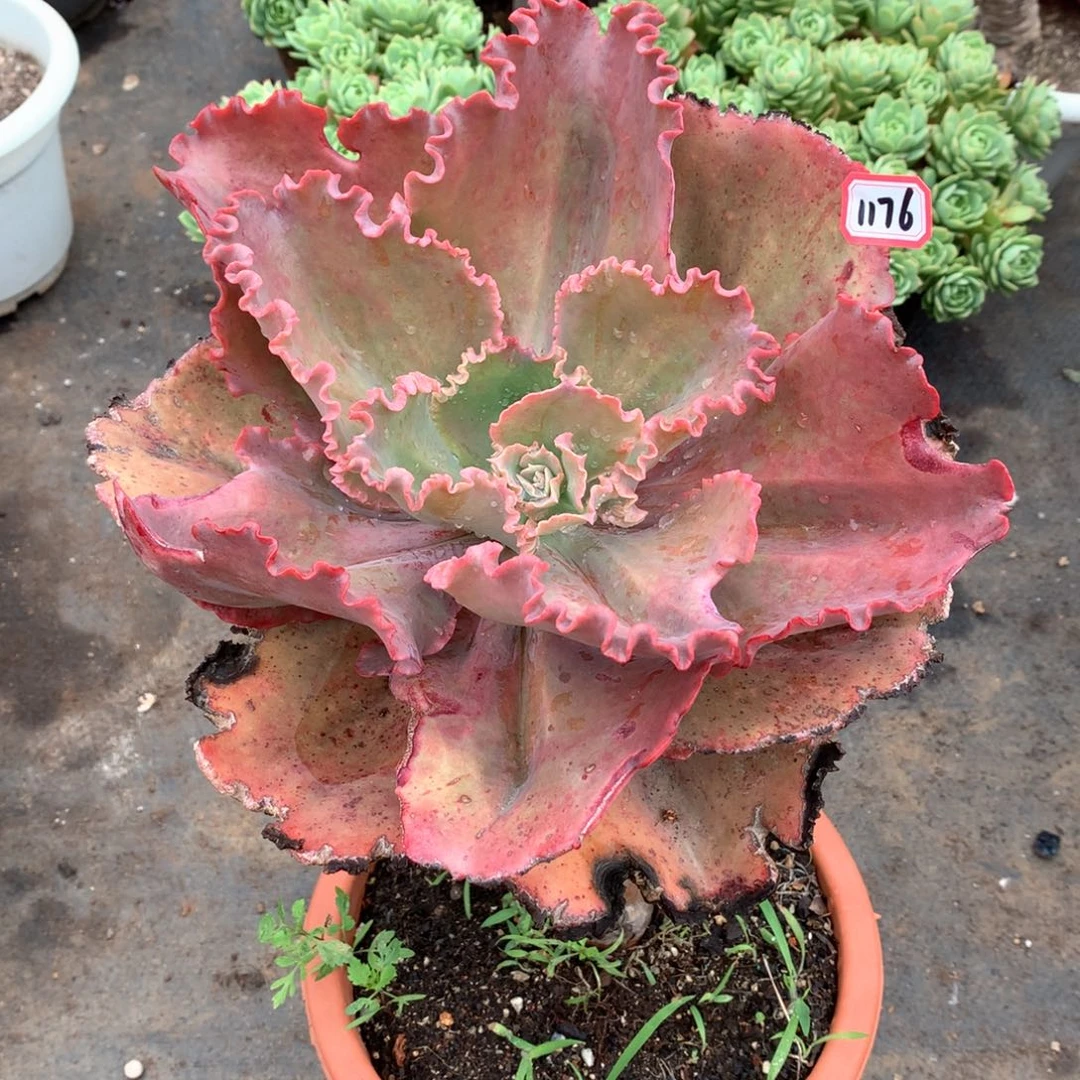 蕾丝公主1176晓晓一物一拍