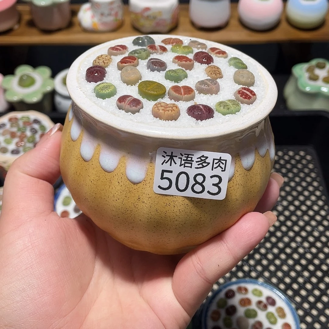 带盆土植物 一物一拍5083