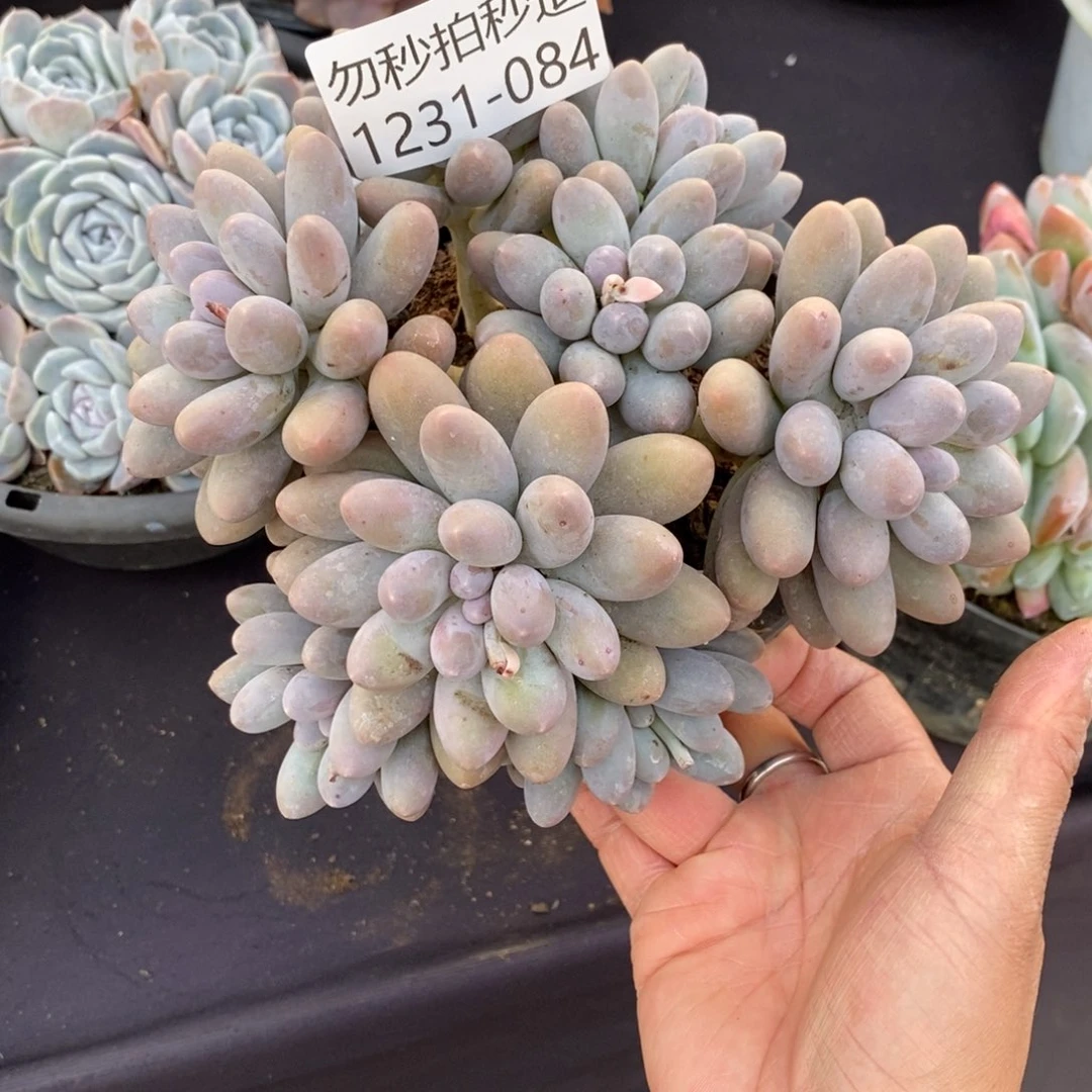 两单包邮1231-84汤圆