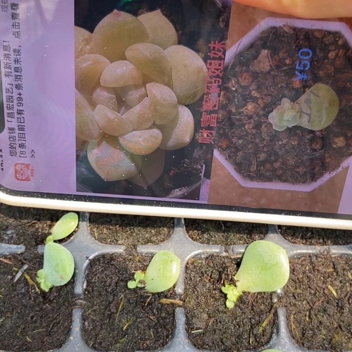 姐妹财富芽苗一个多肉