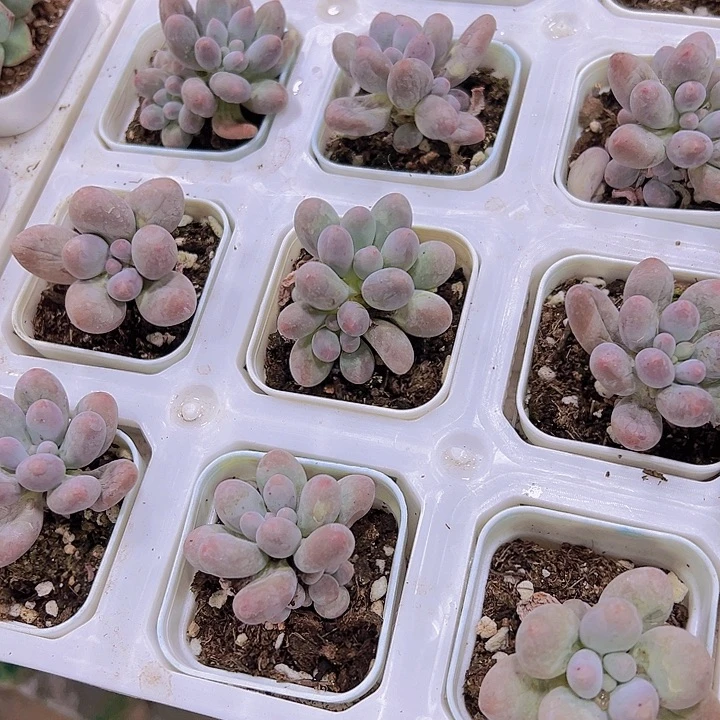 白盆汤圆19包邮多肉植物
