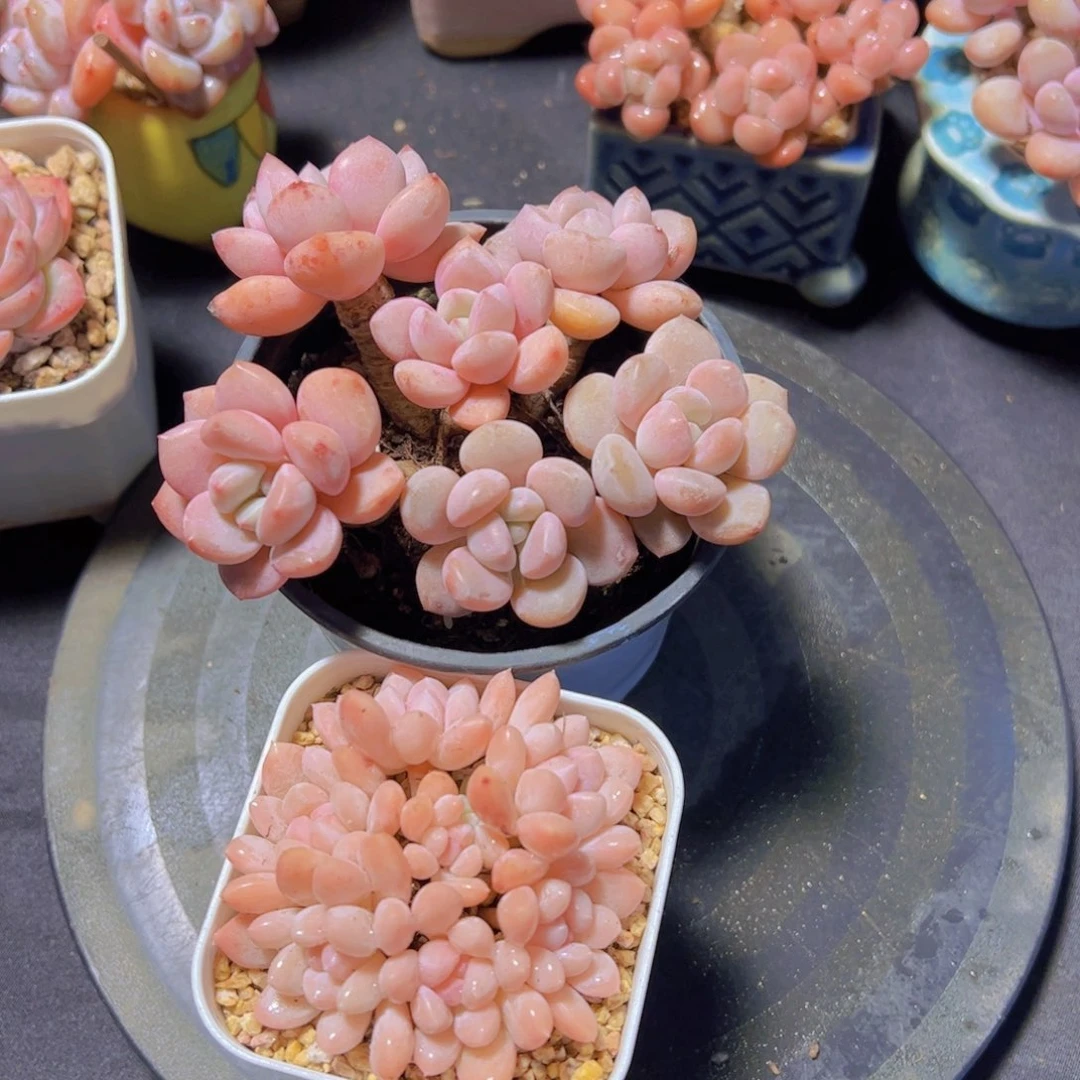 木*白露➕奶糖，多肉植物