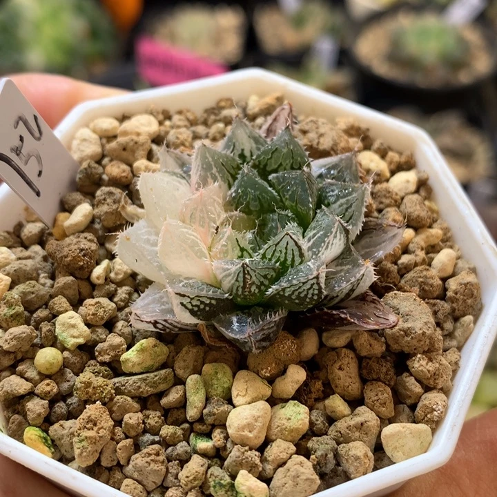 昌****园小叶楼兰玉露锦带盆土