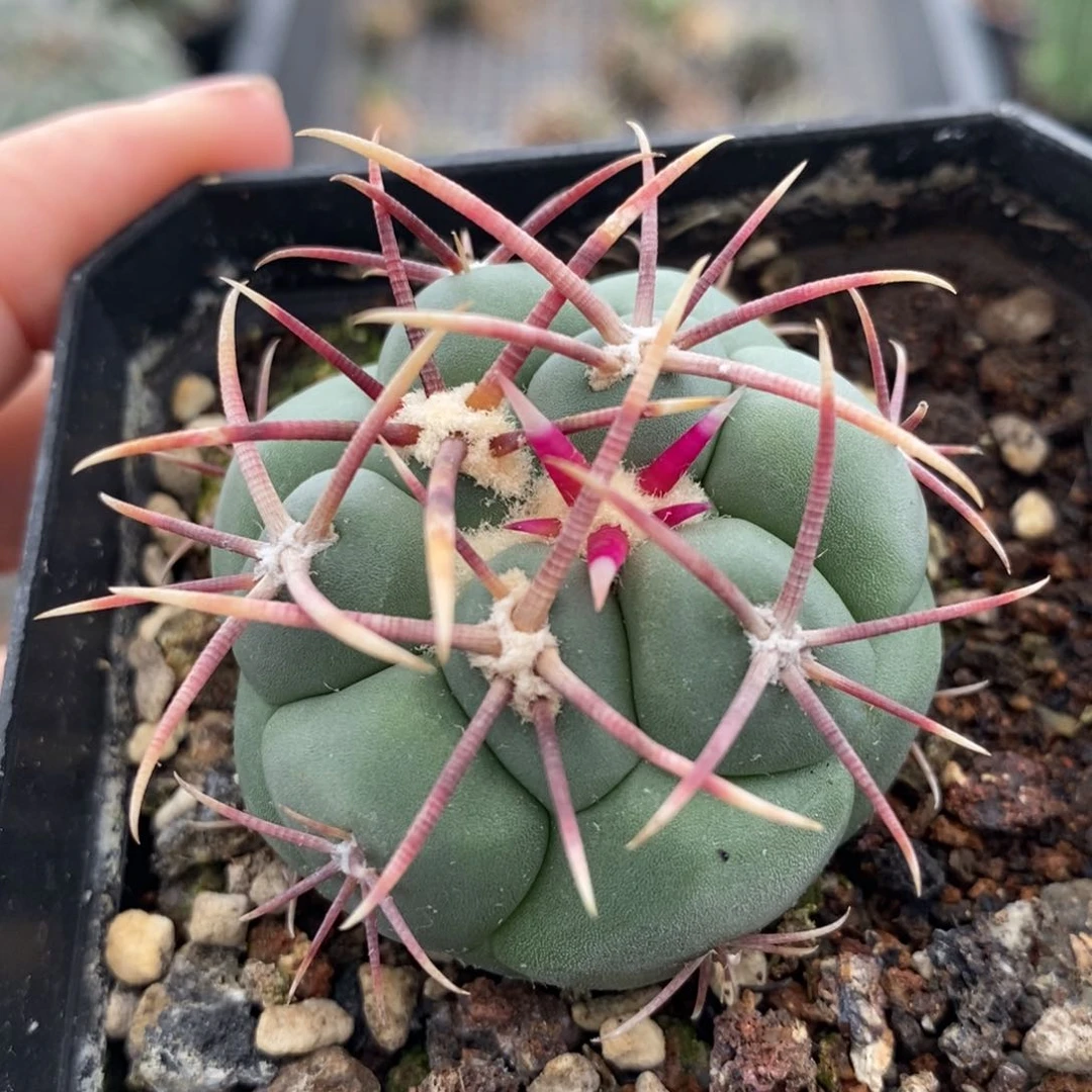 【闪购商品】太刺绯冠龙植播园艺