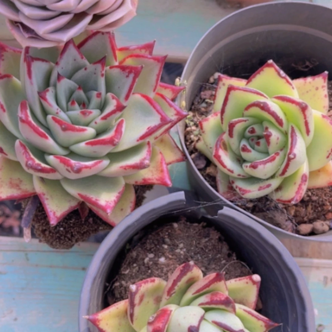 【闪购商品】乌木13124不包小损