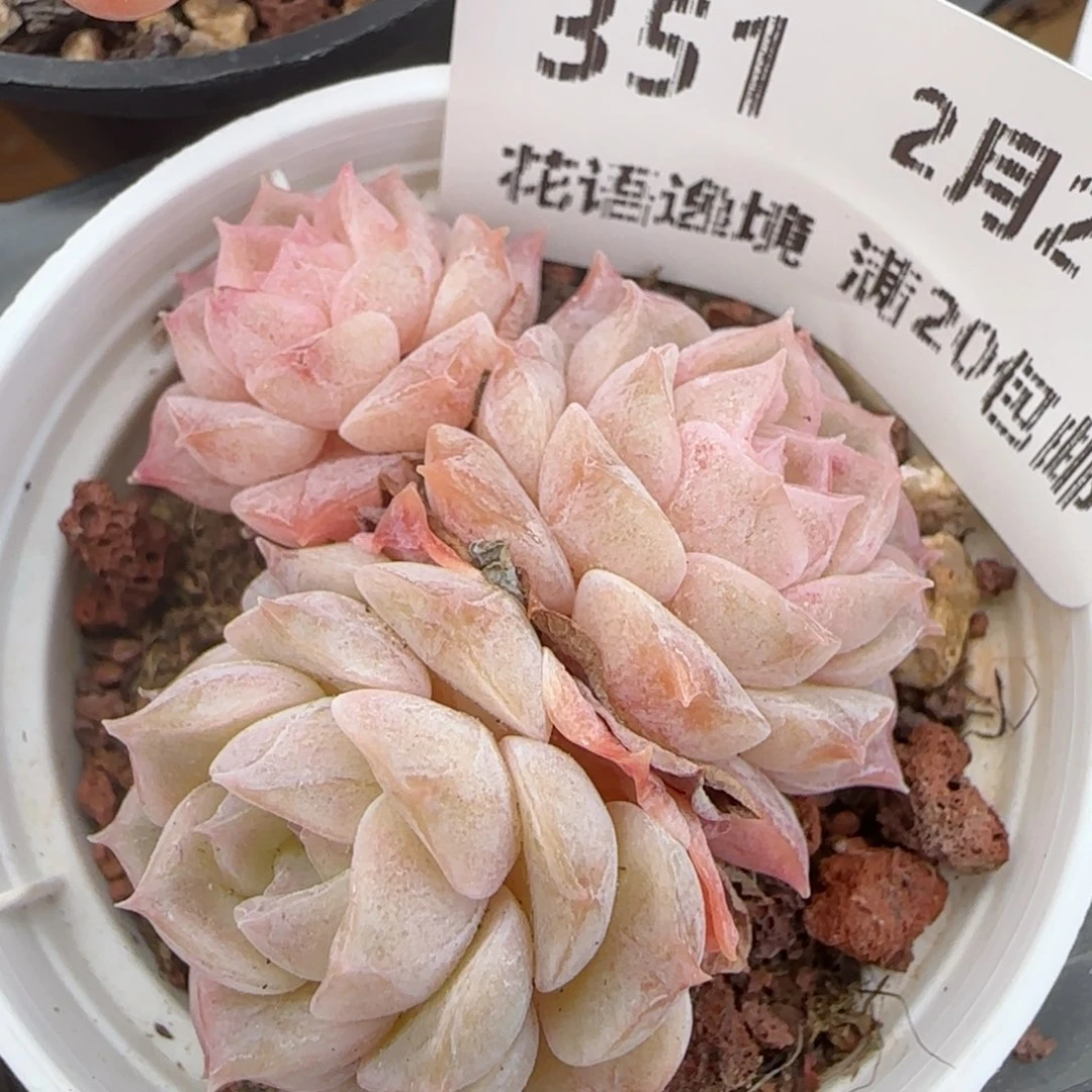 花语逸境0221-351