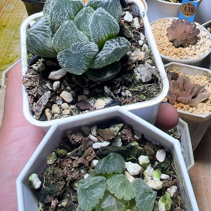 星***茶536两个一起发货一物