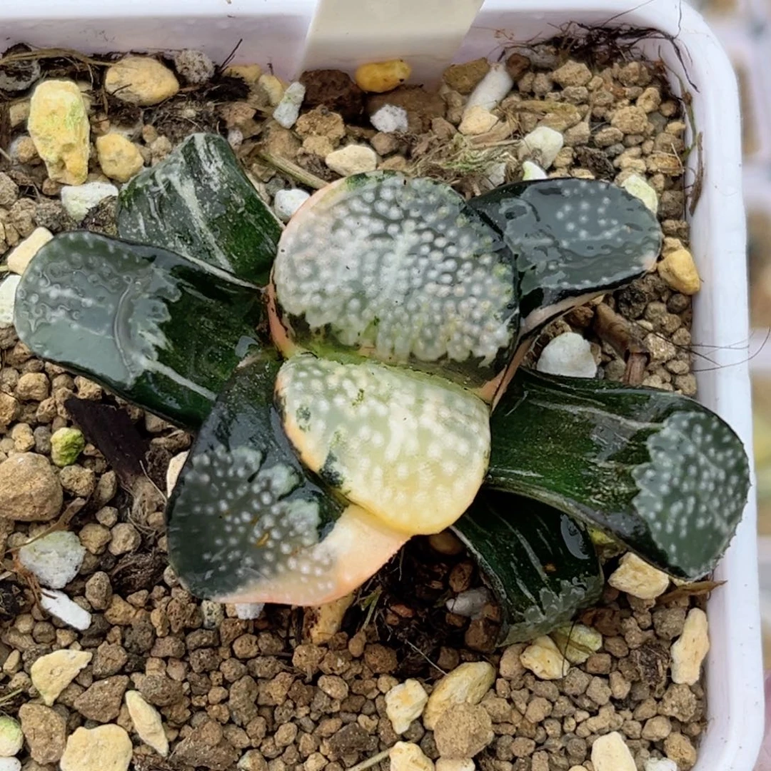 292巨大化点点寿锦福利专场