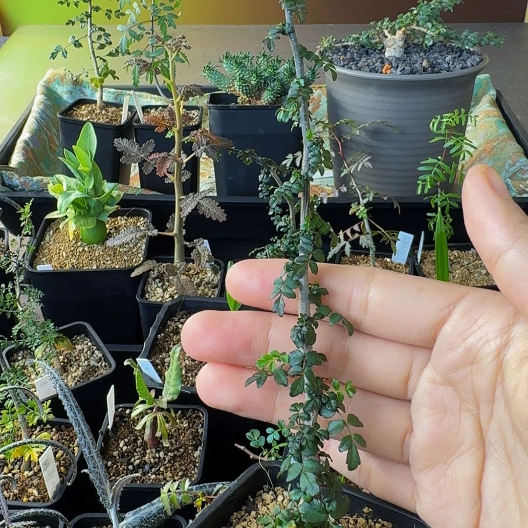 奥***光实生索科特拉没药顺丰空运包邮