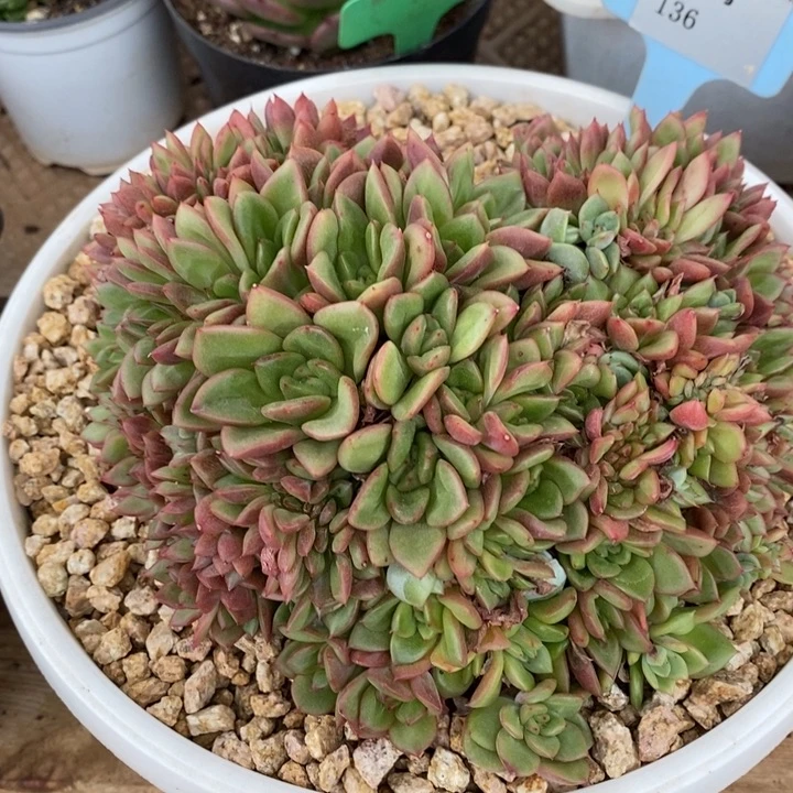 D136- 直播福利 国王缀化