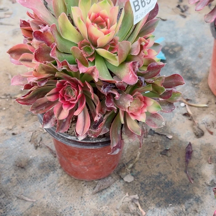 651洛神多肉植物