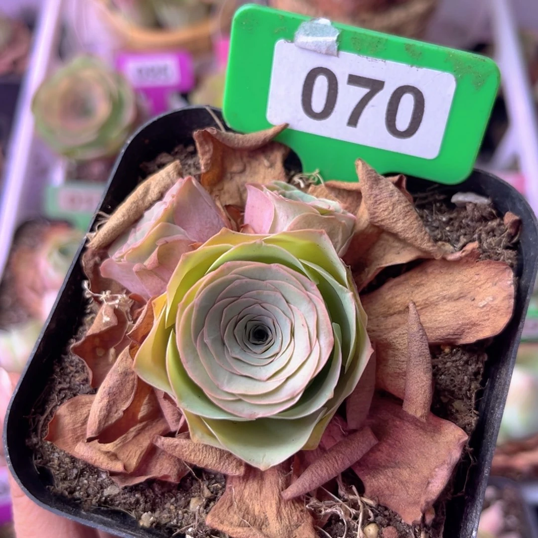 山地玫瑰一物一拍070 裸根发