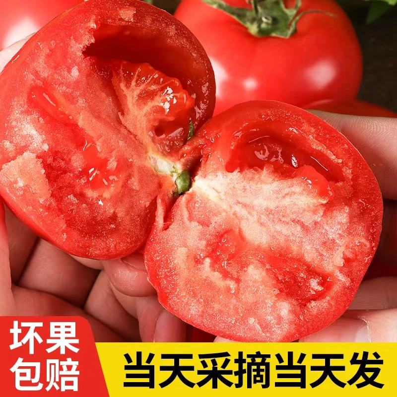 草莓西红柿普罗旺斯水果番茄陕西泾阳原产地现摘现发儿时味道