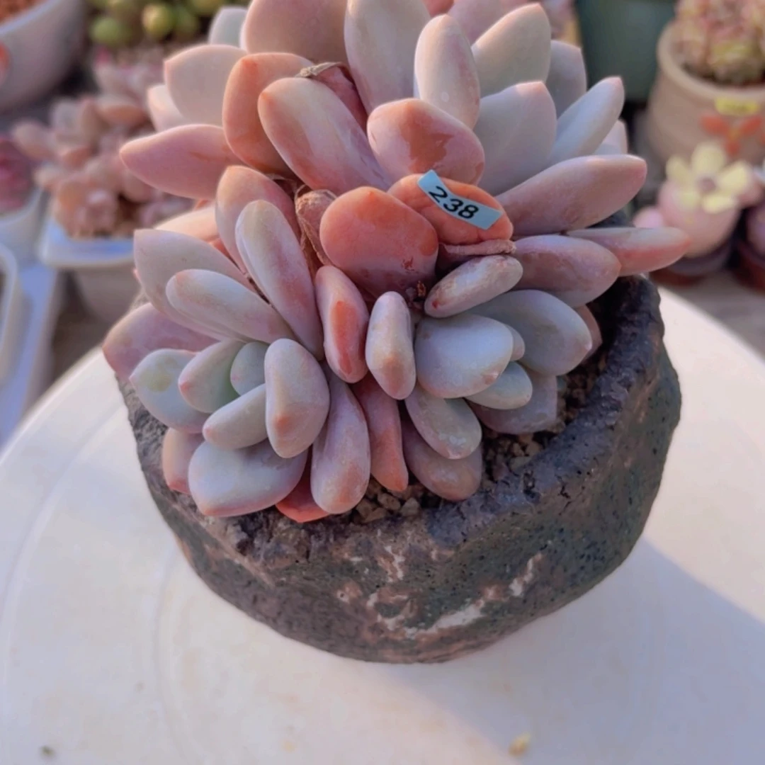 草***甜一物一拍编号238脱土发货