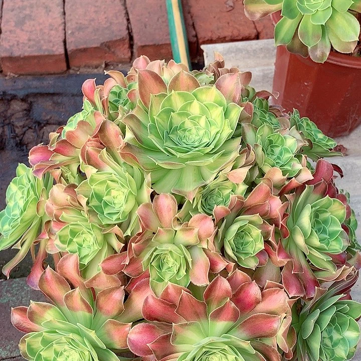 韶华捧花，多肉植物