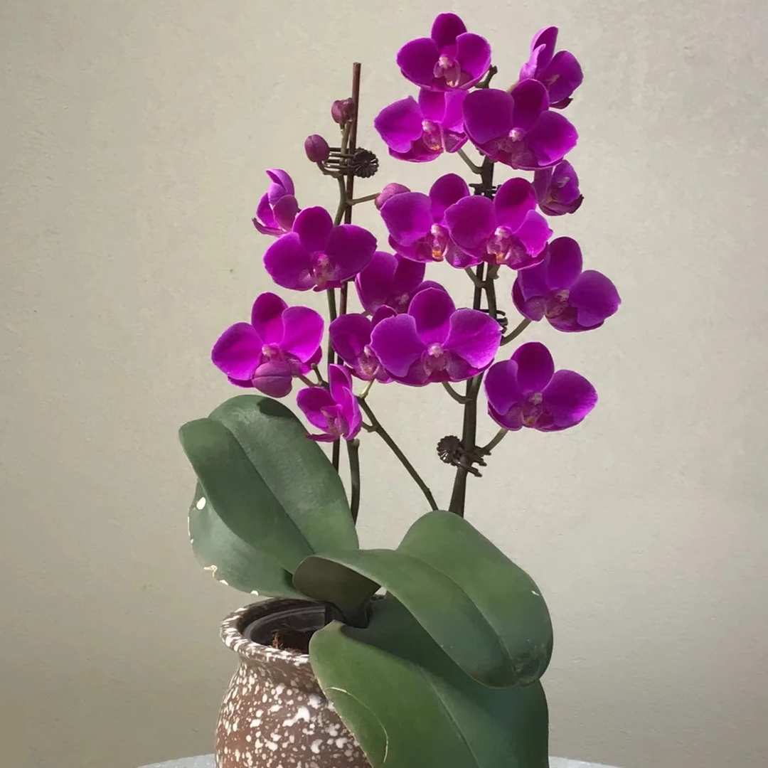 【满天红】精品蝴蝶兰花室内阳台办公室高端花卉绿植盆栽年宵花