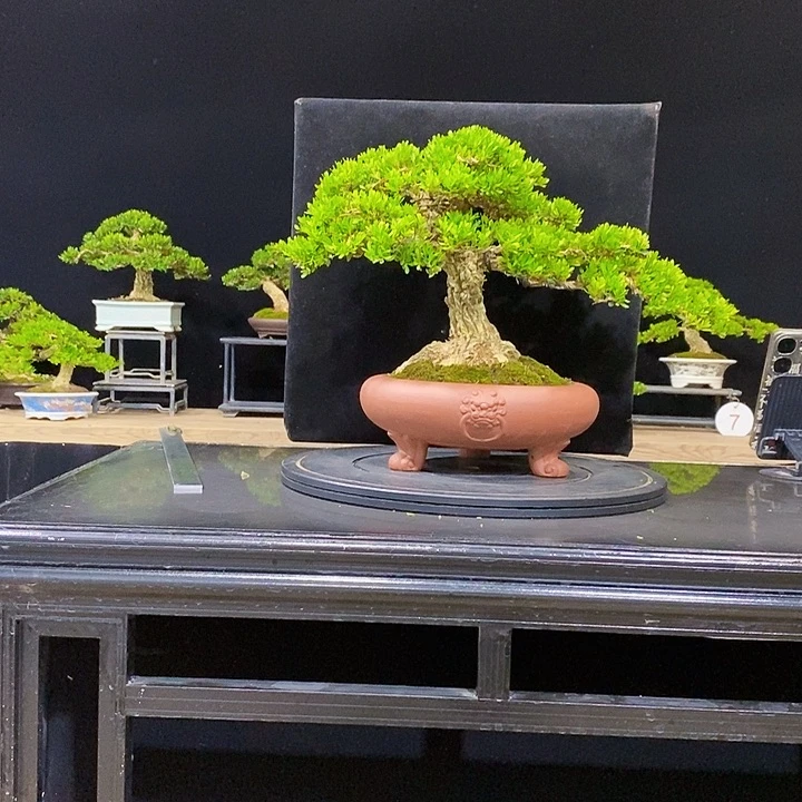 无花朵黄杨盆景四季常青不落叶