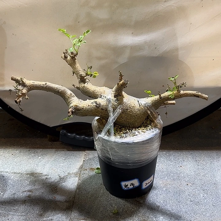 汤圆植物岩生橄榄