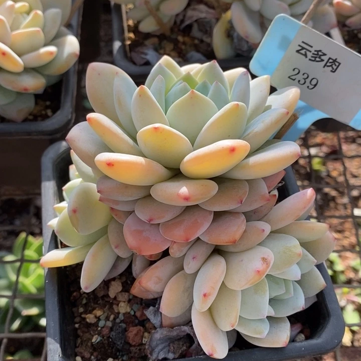 不知名239号直播福利上线