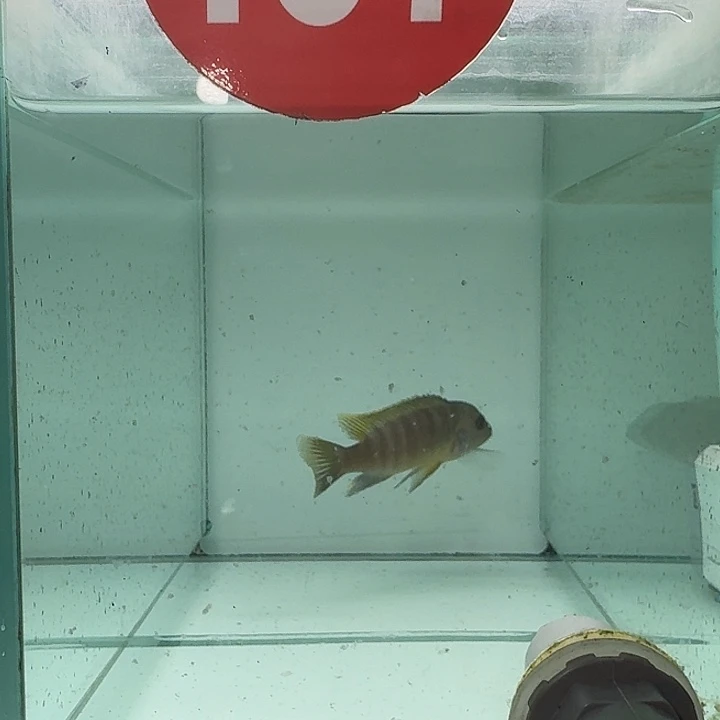 海水107号野生马拉岩黄金斑马