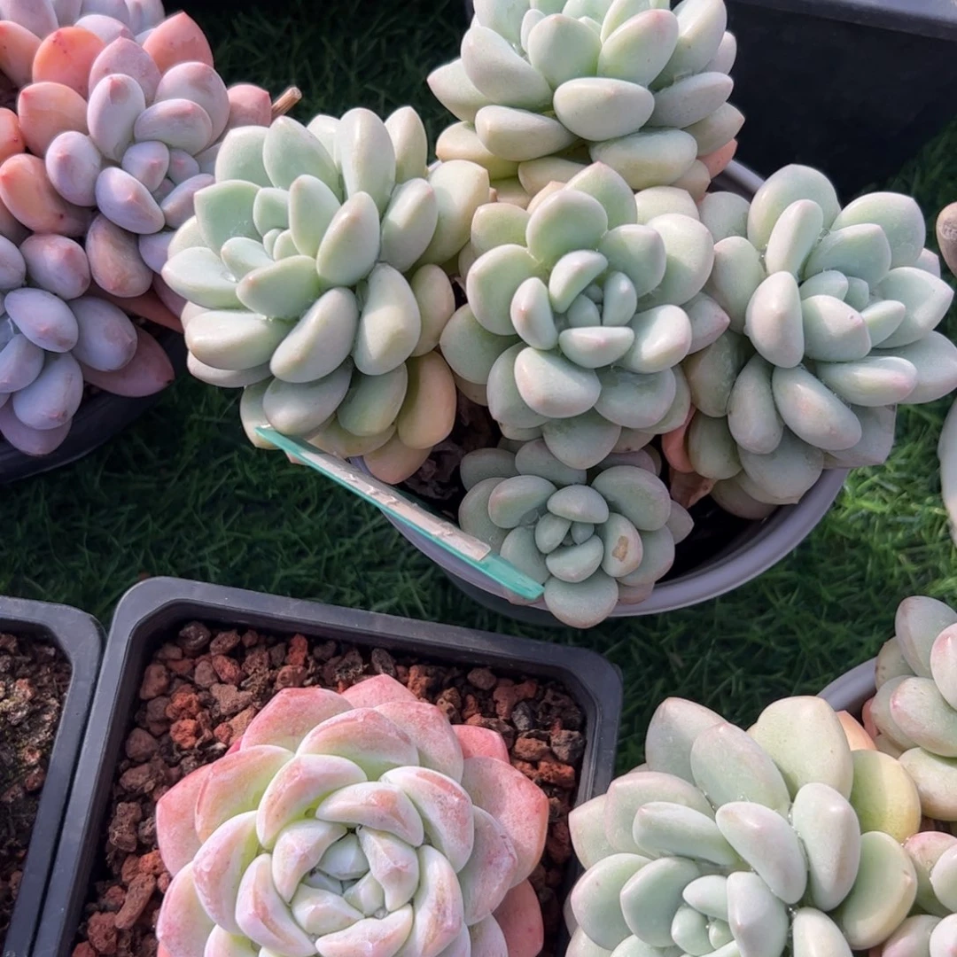 泡泡糖多肉植物保护研究所
