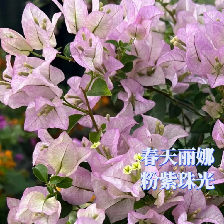 金边丽娜三角梅，叶镶金边，花美勤开易爆盆。