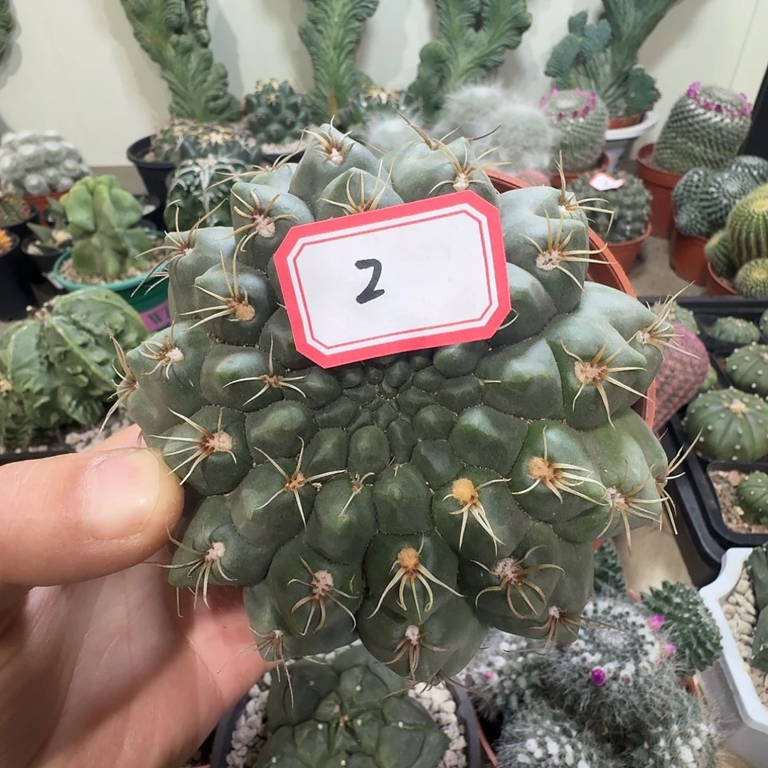 2 号绯花玉冠幅 11.5