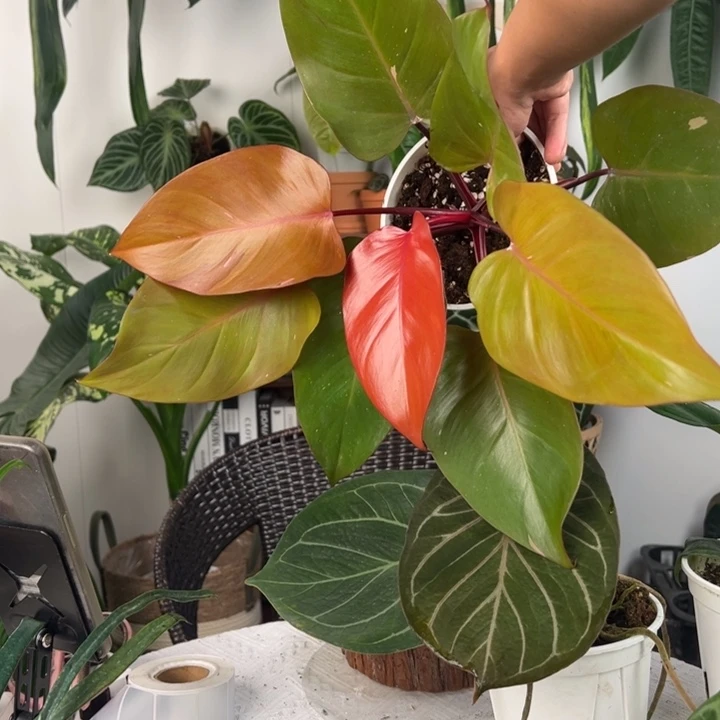不开花植物橙王子