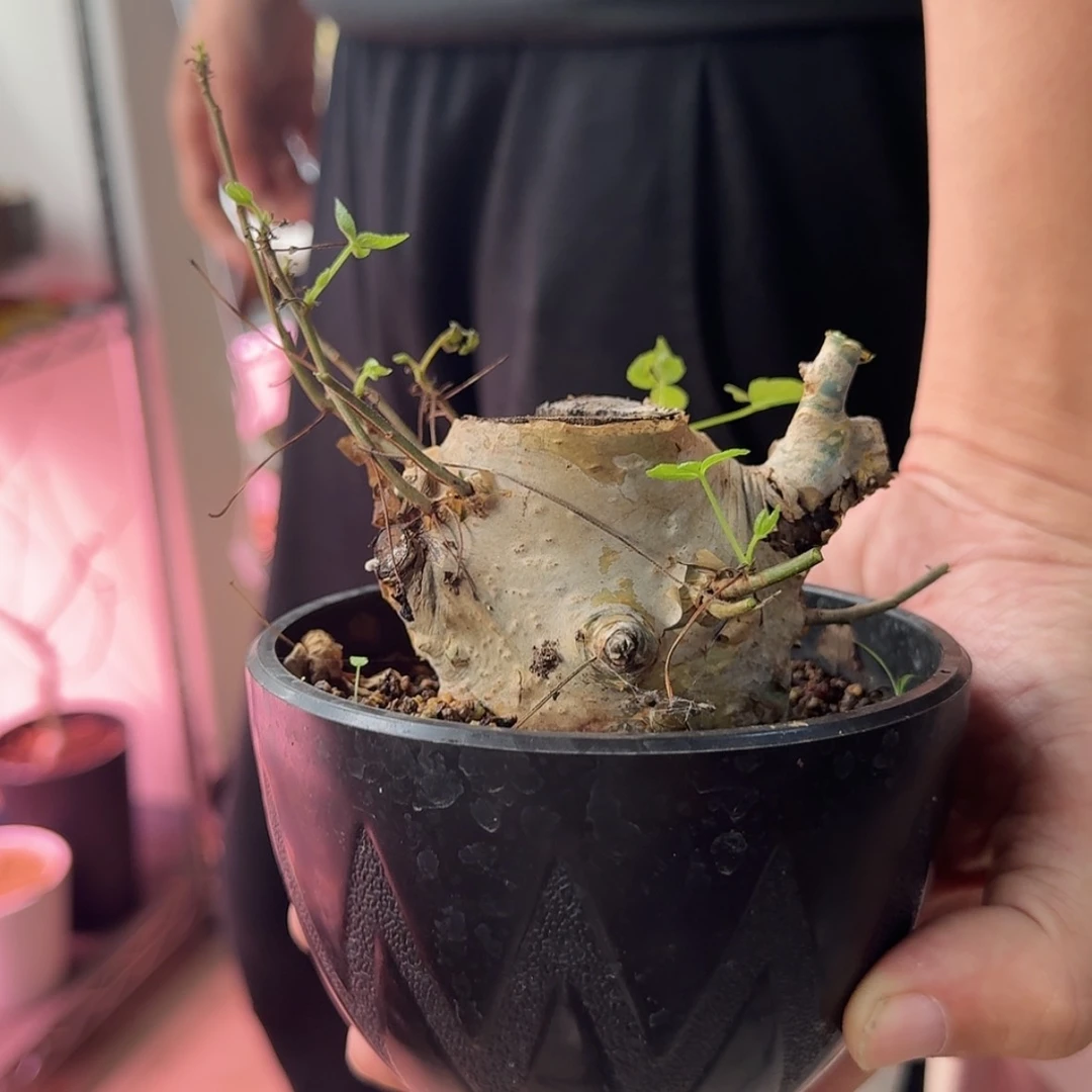 【闪购商品】老家蓝白皮橄榄