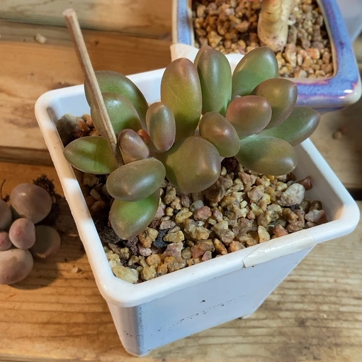 无*正版潘朵拉多肉植物