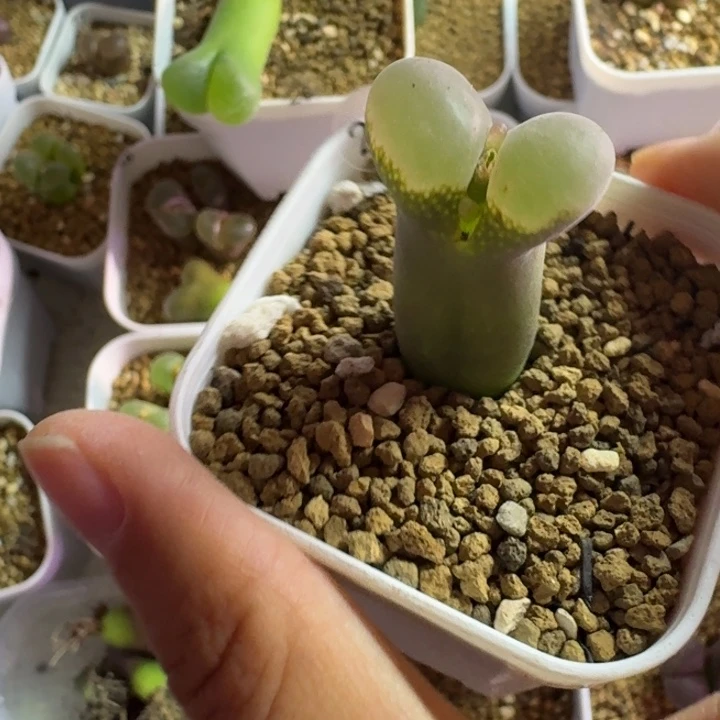 戏***人27.......长腿.........