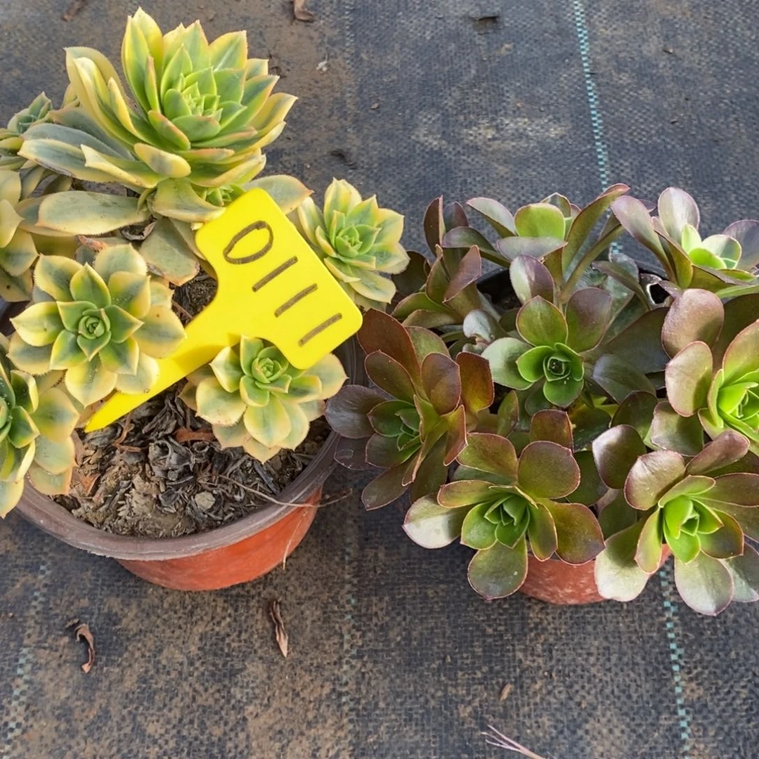 红陶0111星爆 魅金