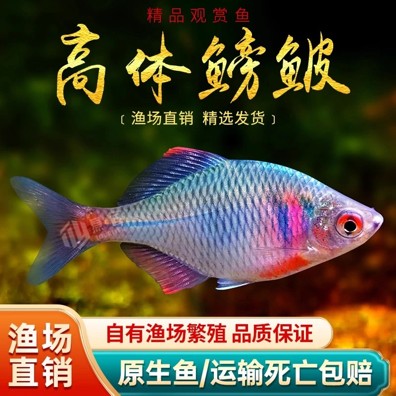 观赏鳑鲏鱼高体七彩 耐寒淡水冷水鱼好养耐活溪流鱼混养鱼苗小型