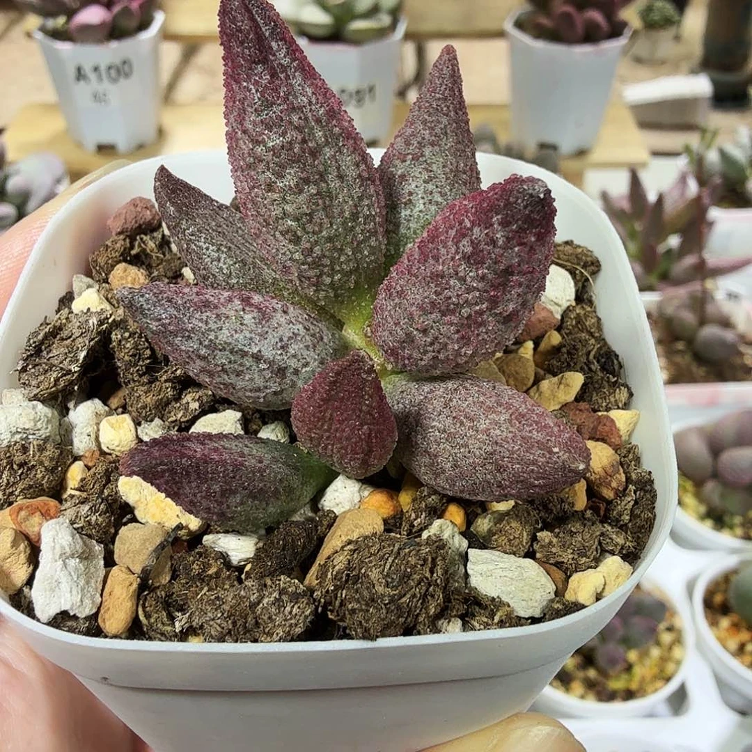 存红哈默水泡多肉植物