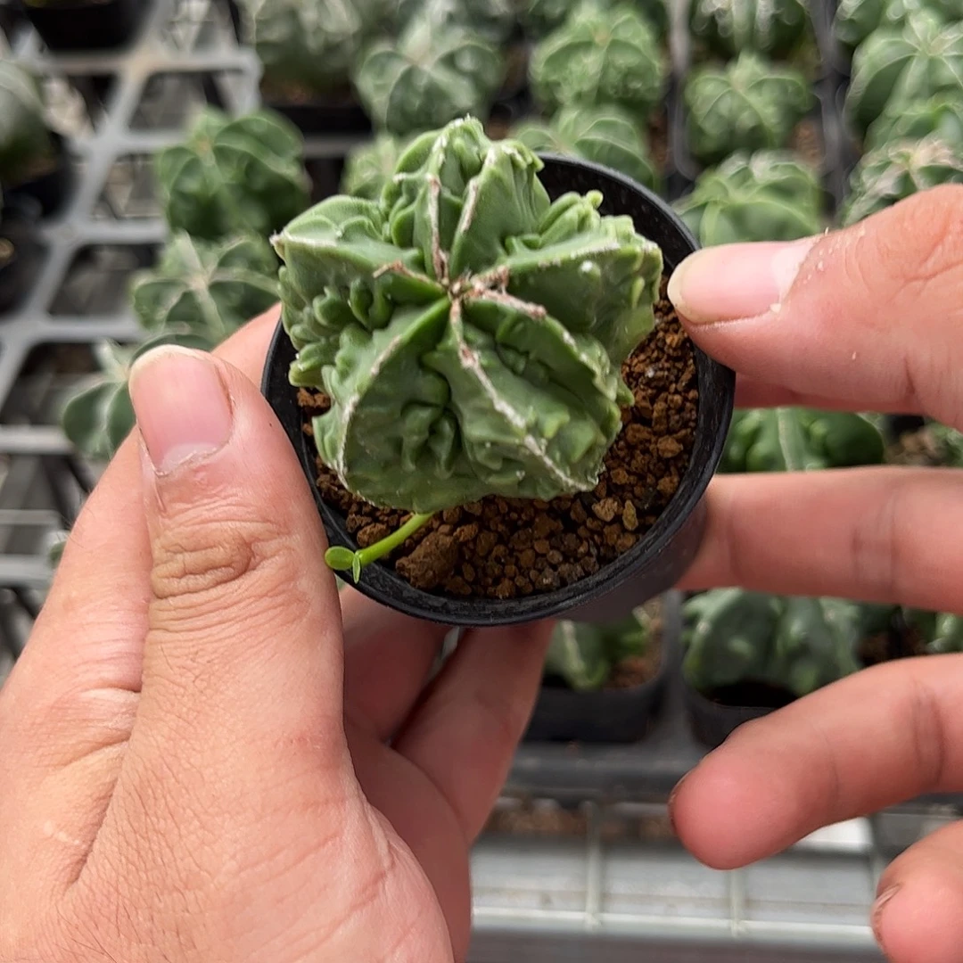 109528一物一拍单头发货