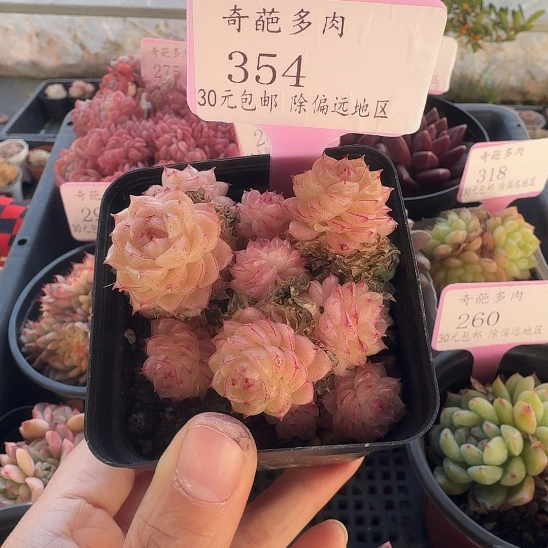 354 脱土 群生不包整 30元包邮非偏远