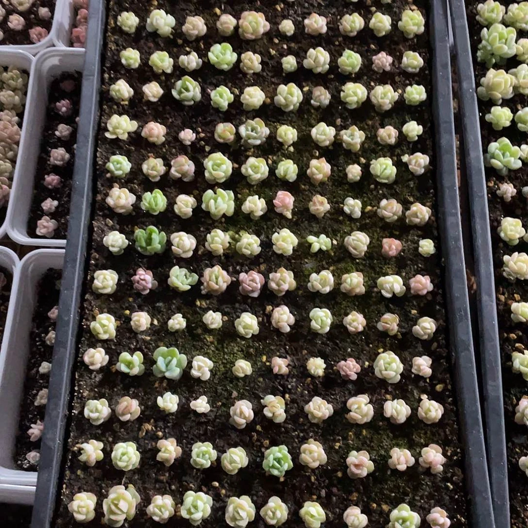 堇糖心珍妮混一物一拍105