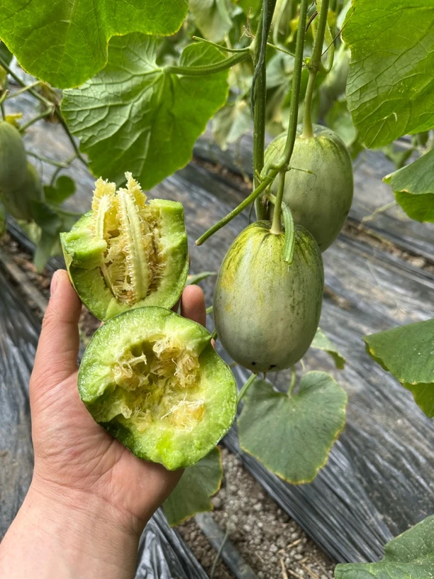 长春本地冰糖脆香瓜顺丰包邮