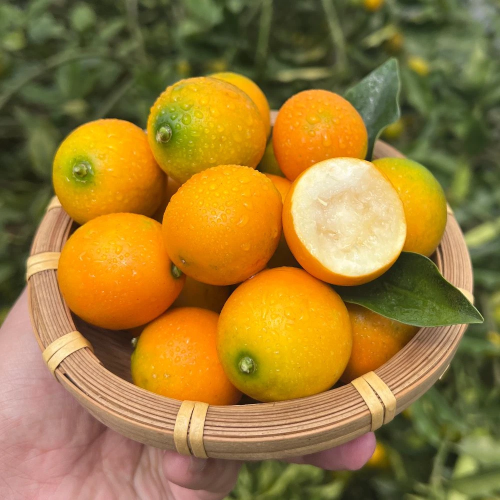 广西融安滑皮小金桔金橘正当季新鲜水果橘子直播产地直发