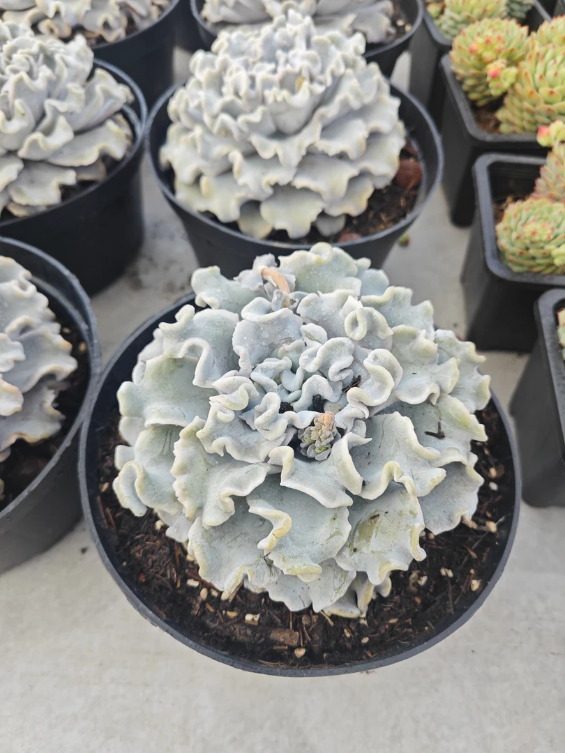 芭蕾舞者（白饺子皮）  11多肉