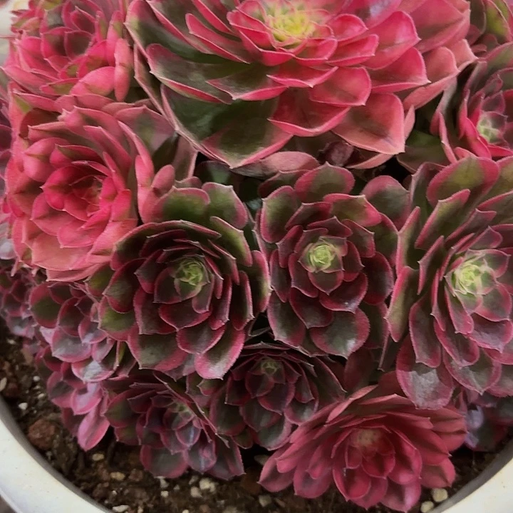 玲***姐多肉植物福利468个