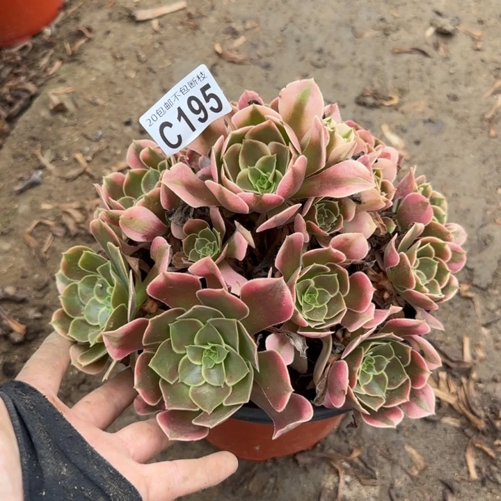 香妃……多肉植物……