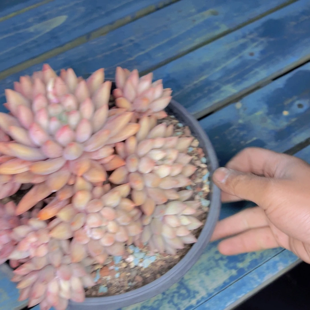 三***少多肉植物保护研究所