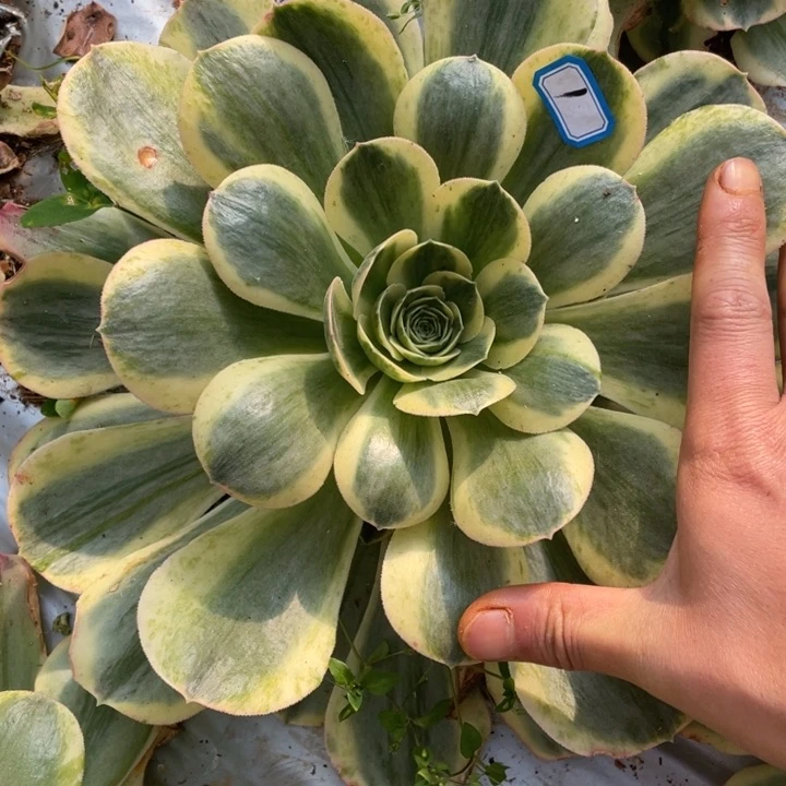 1香炉盘超白代仔法师